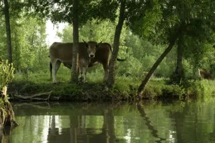 Culture maraichine 5 AdobeStock 319903603